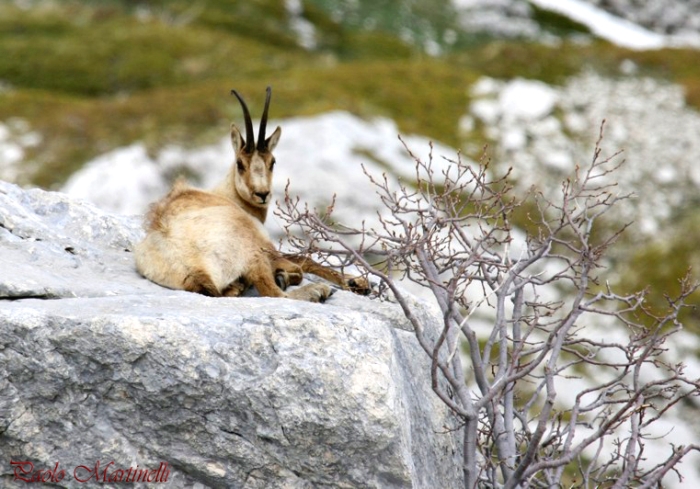 Camoscio d''Abruzzo Rupicapra pyrenaica ornata